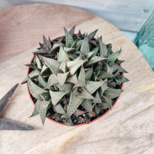 Haworthia venosa ssp tessellata