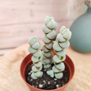 Crassula plegmatoides