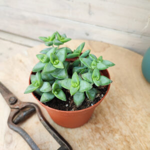 Crassula rupestris ‘High Voltage’