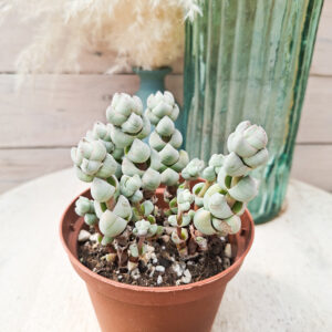 Crassula plegmatoides