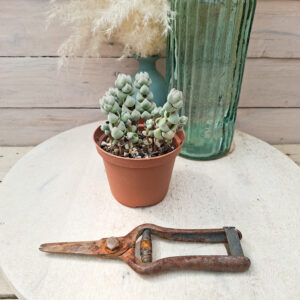 Crassula plegmatoides