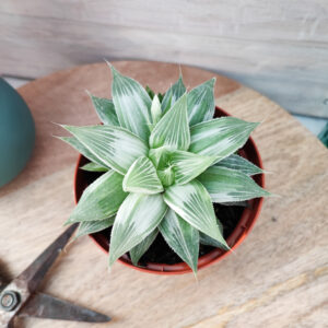 Haworthia retusa cv ‘Grey Ghost’