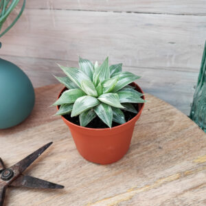 Haworthia retusa cv ‘Grey Ghost’