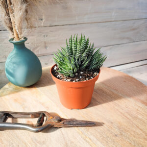 Haworthia reinwardtii var arachibaldiae