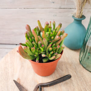 Crassula ovata ‘Lady fingers’