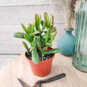 Crassula ovata ‘Red Horn Tree’