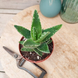 Aloe mitriformis (=Aloe perfoliata)