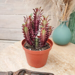 Euphorbe trigona rubra