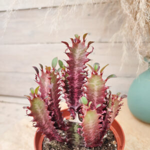 Euphorbe trigona rubra