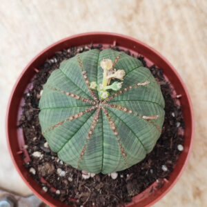 Euphorbe x obesa