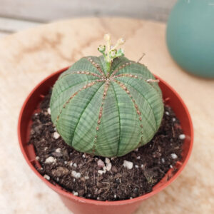 Euphorbe x obesa