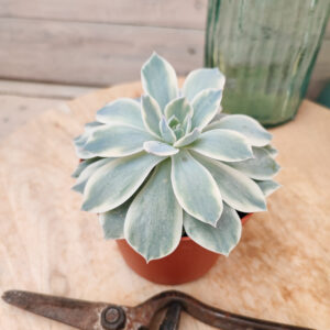 Echeveria subsessilis variegata