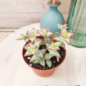 Crassula rupestris &lsquo;High Voltage&rsquo;