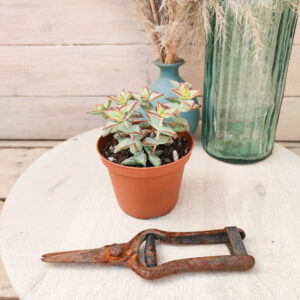 Crassula rupestris &lsquo;High Voltage&rsquo;