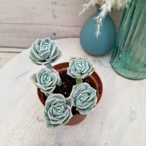 Graptoveria &lsquo;Lovely Rose&rsquo;