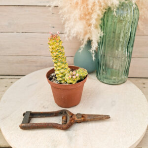 Monadenium ritchiei variegata