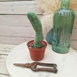 Trichocereus bridgesii monstruosus