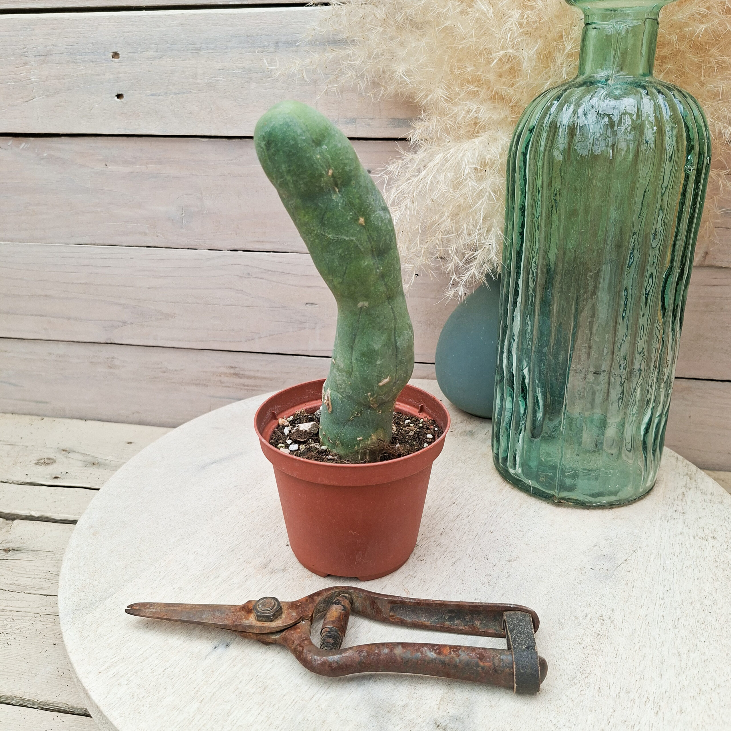 Trichocereus bridgesii monstruosus – Image 2