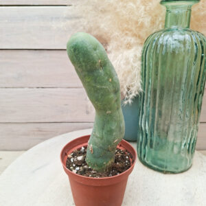 Trichocereus bridgesii monstruosus