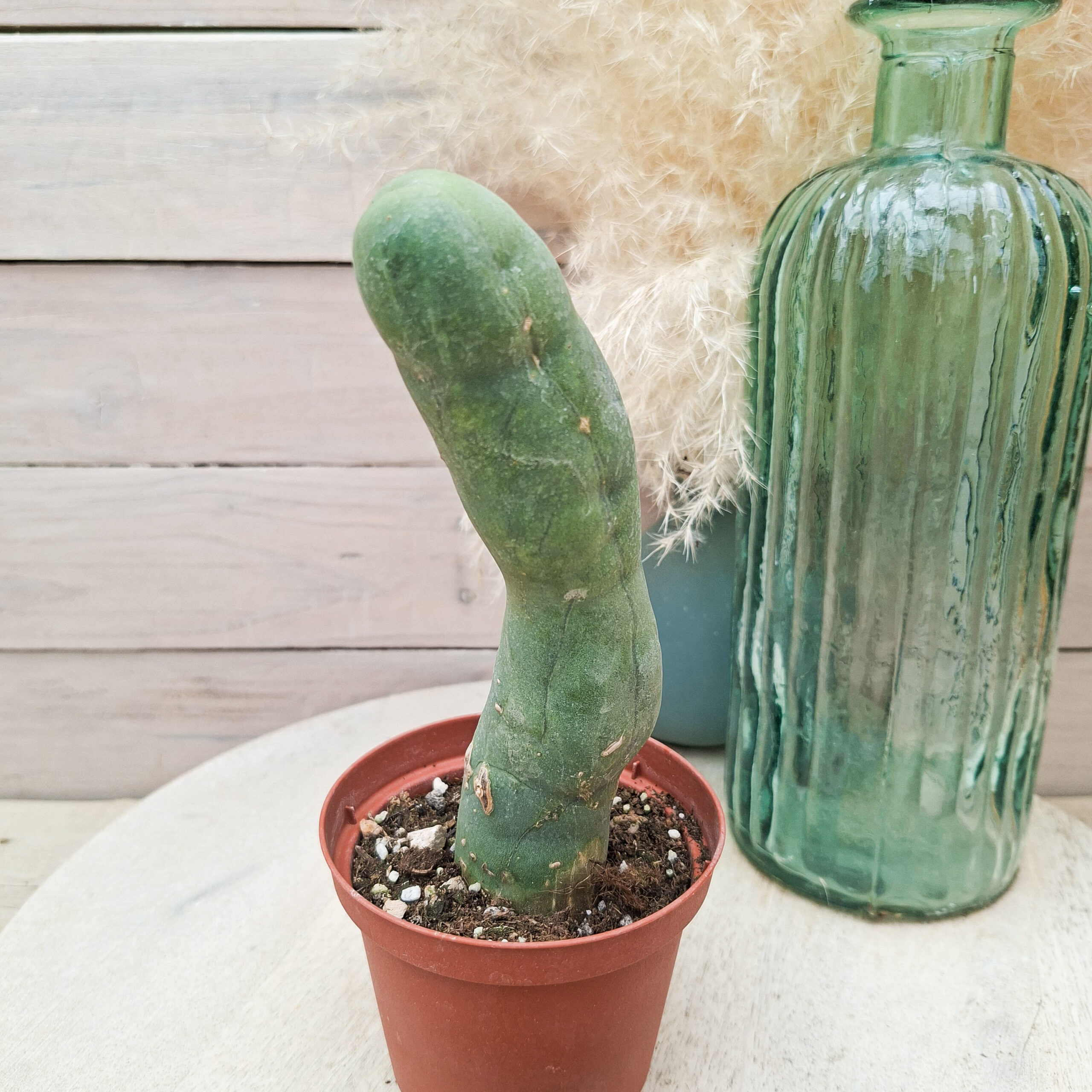 Trichocereus bridgesii monstruosus