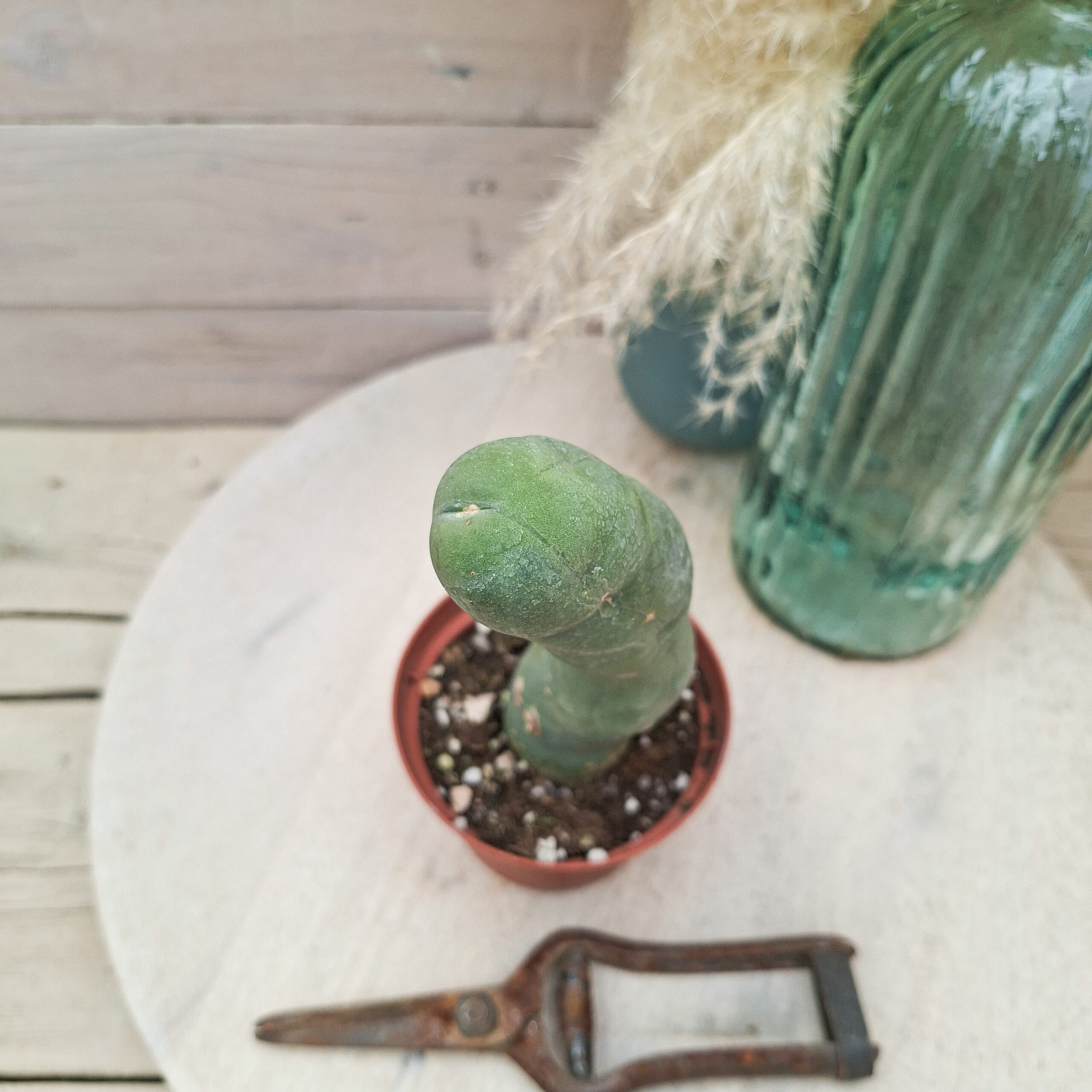 Trichocereus bridgesii monstruosus – Image 3