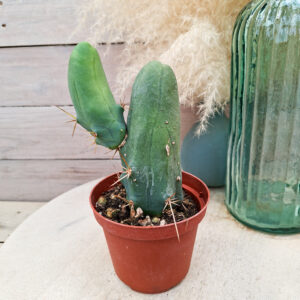 Trichocereus bridgesii monstruosus