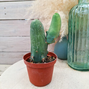 Trichocereus bridgesii monstruosus