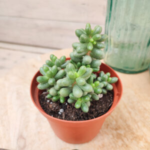 Sedum hernandezii