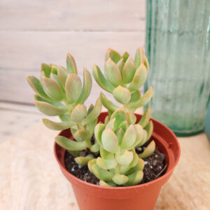 Sedum adolphii’Golden Glow’