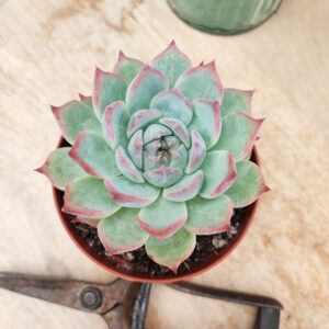 Echeveria x chihuahuaensis