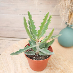 Kalanchoe tomentosa x dinklagei