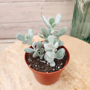 Cotyledon orbiculata var. oophylla