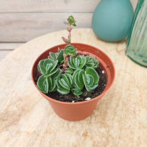 Crassula tomentosa