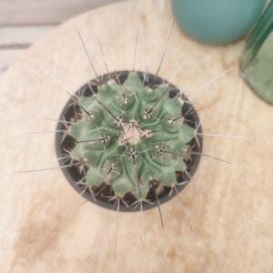 Thelocactus lophothele