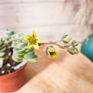 Graptoveria &lsquo;Lovely Rose&rsquo;