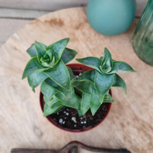 Crassula perforata ‘Penhoek Pass’