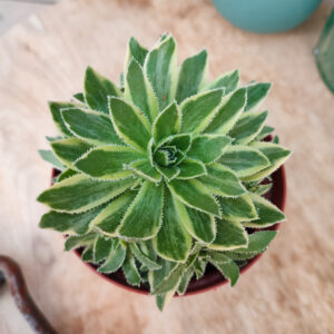 Aeonium x hybridum variegata