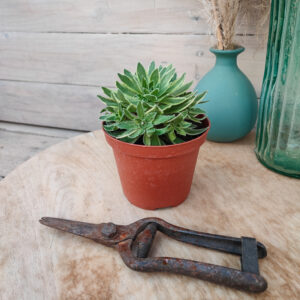 Aeonium x hybridum variegata
