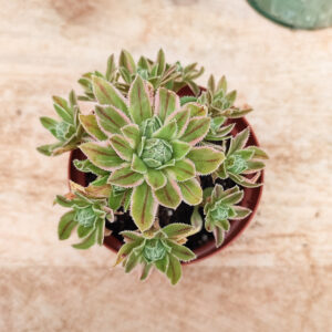 Aeonium x hybridum variegata