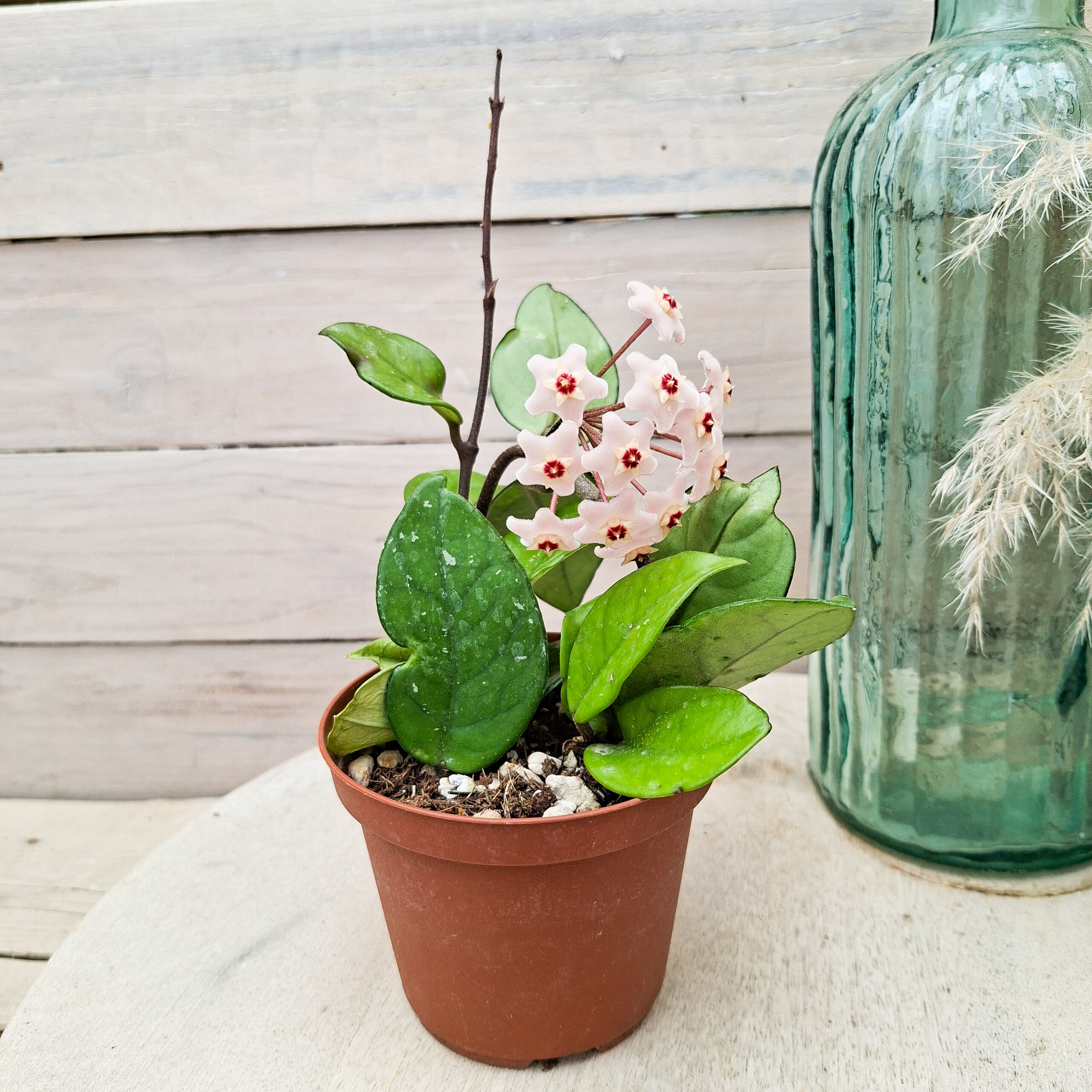 Hoya carnosa – Image 2