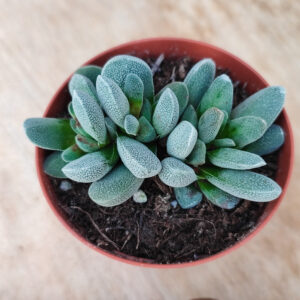 Crassula tecta