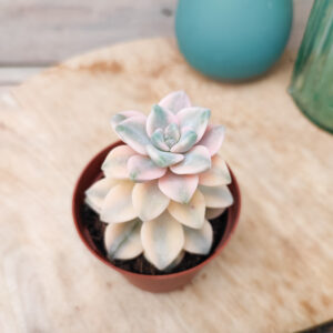 graptopetalum ‘Victor Kane’ variegata