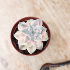 graptopetalum ‘Victor Kane’ variegata