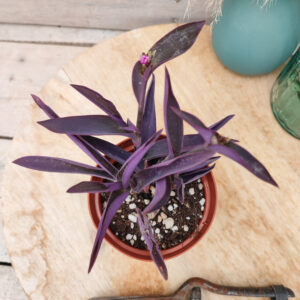 Tradescantia pallida