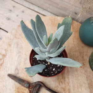 Cotyledon orbiculata ‘Takbok’