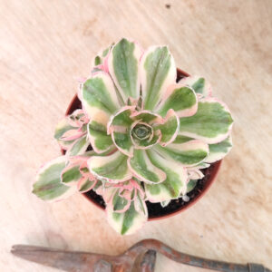 Aeonium ‘Marnier Lapostolle’ variegata