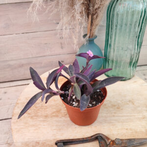 Tradescantia pallida