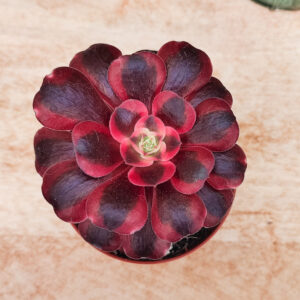 Aeonium ‘Medusa’