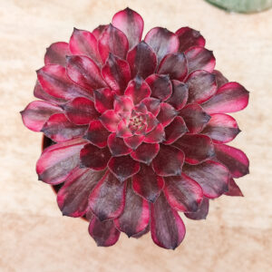 Aeonium ‘Snow Girl’