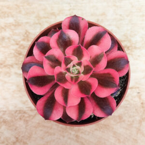 Aeonium ‘Princess’